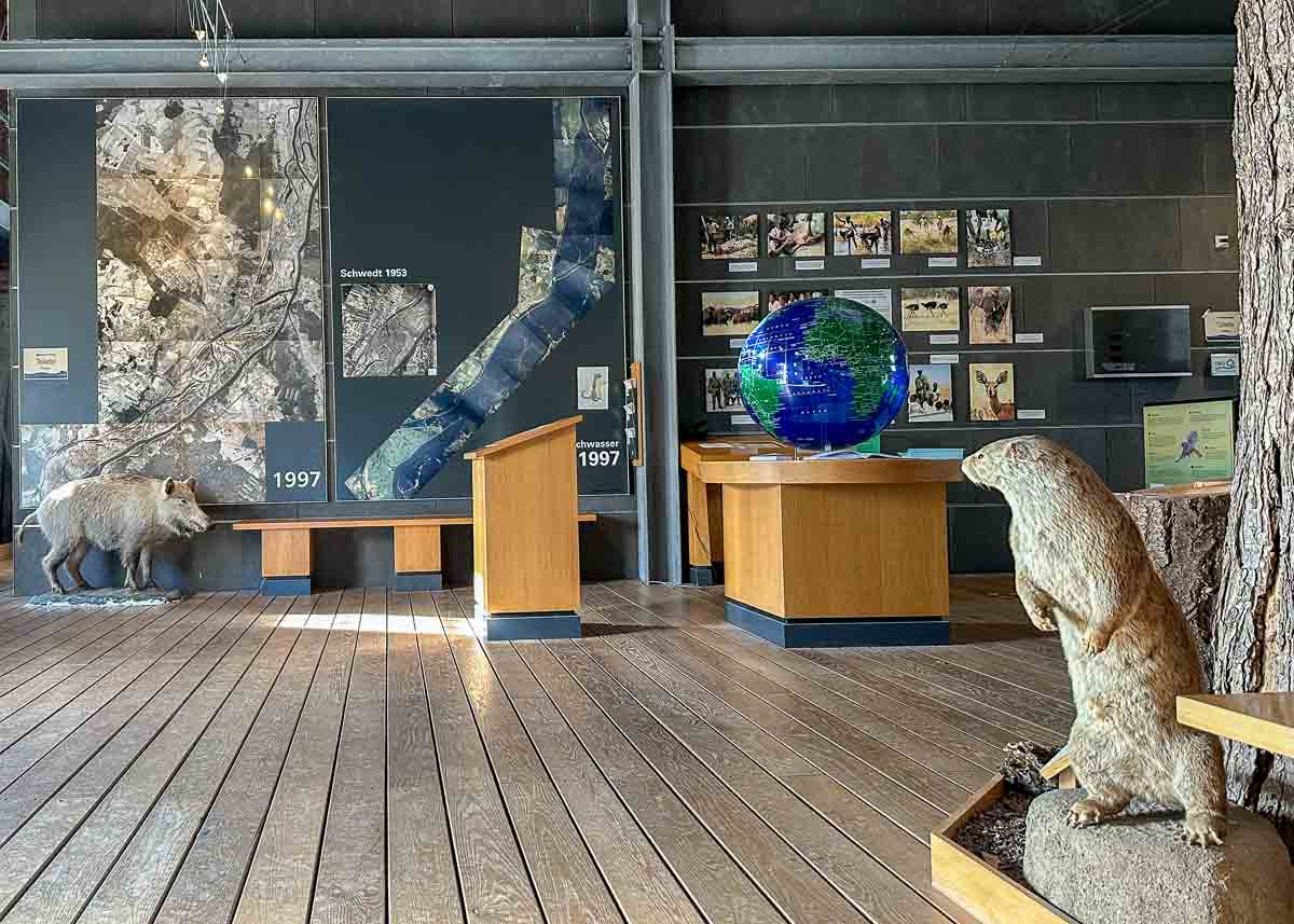 Eine Museumsausstellung mit ausgestopften Tieren aus dem Nationalpark Unteres Odertal, darunter ein Globus auf einem Holztisch, große Wandkarten und detaillierte Schautafeln. Der Holzboden unterstreicht das Naturthema, während an der Rückwand informative Plakate und Bilder zum Park zu sehen sind.
