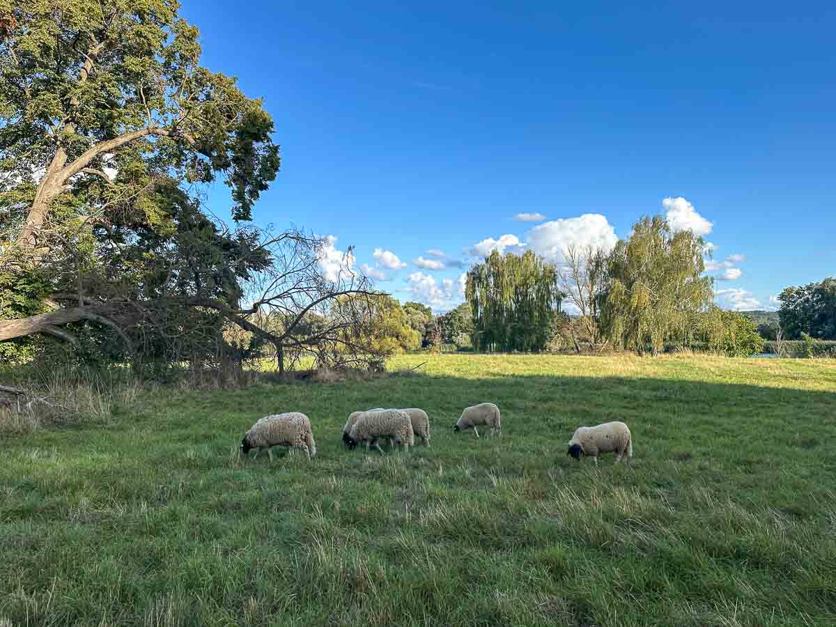 Vier Schafe weiden auf einer grünen Wiese unter einem strahlend blauen Himmel mit vereinzelten Wolken im Nationalpark Unteres Odertal. Im Hintergrund säumen hohe Bäume die Wiese.
