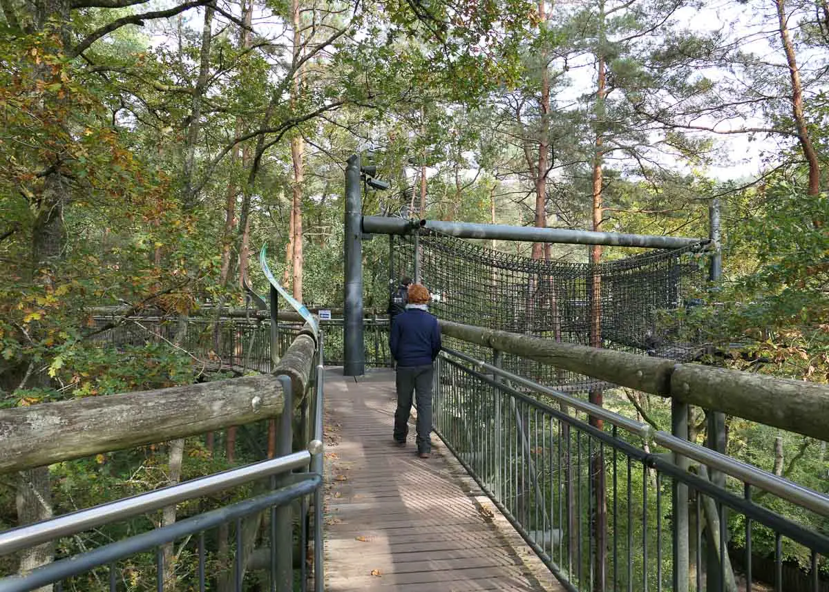 Wandern uaf dem Baumwipfelpfad in Fischbach im Biosphärenreservat Pfälzerwald