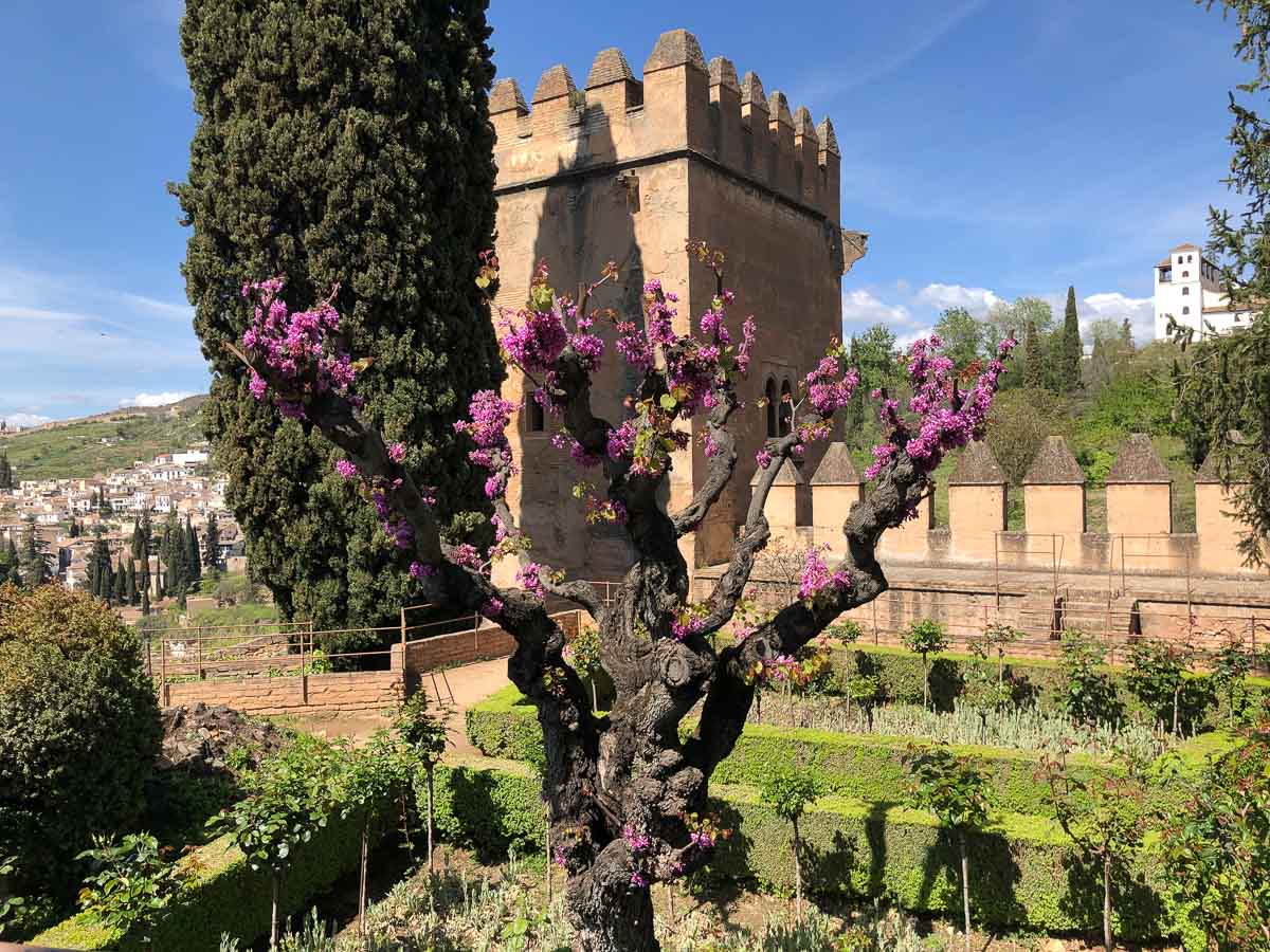 lila blühender Baum im Garten der Alhambra vor einem maurischen Turm