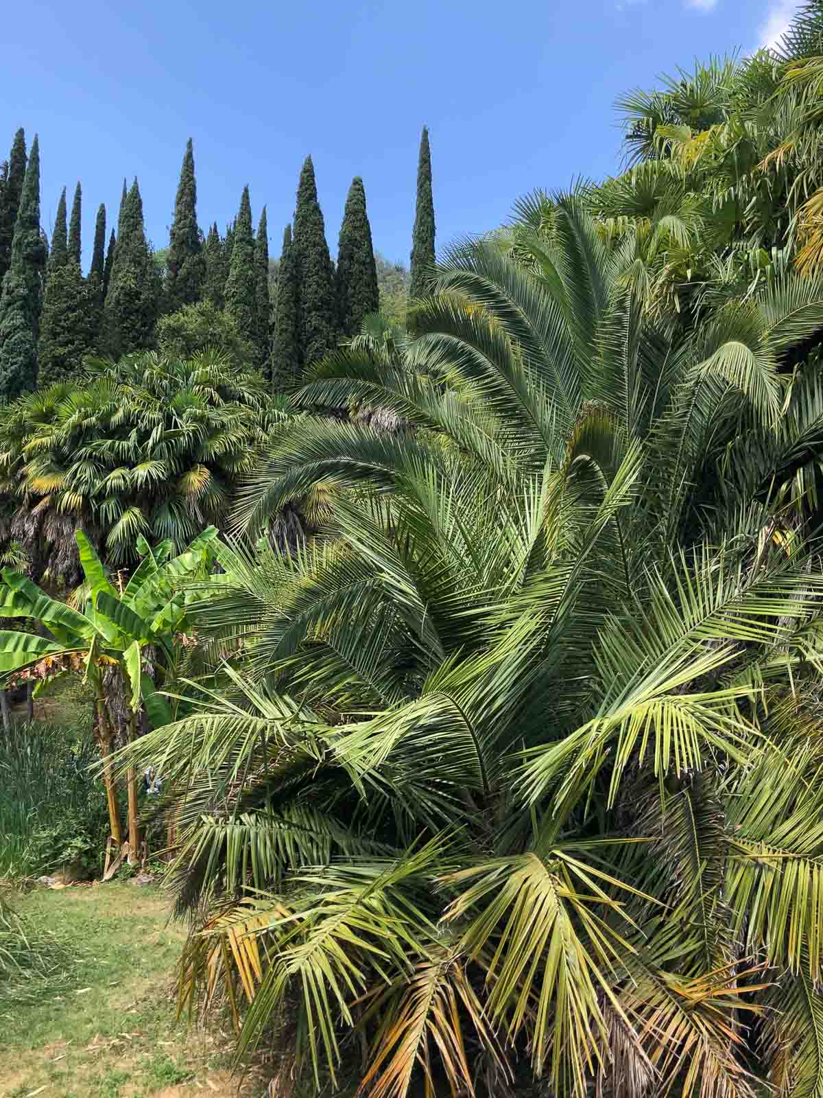 Botanischer Garten Arco mit Palmen, Bananen, Zypressen