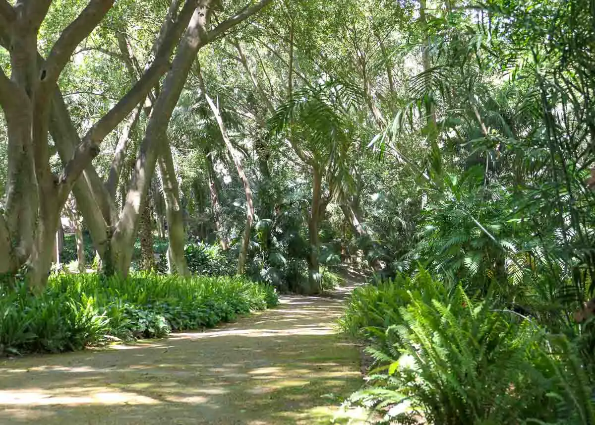 Botanischer Garten Malaga mit Weg zwischen großen alten Bäumen, Farn, Bambus und Palmen