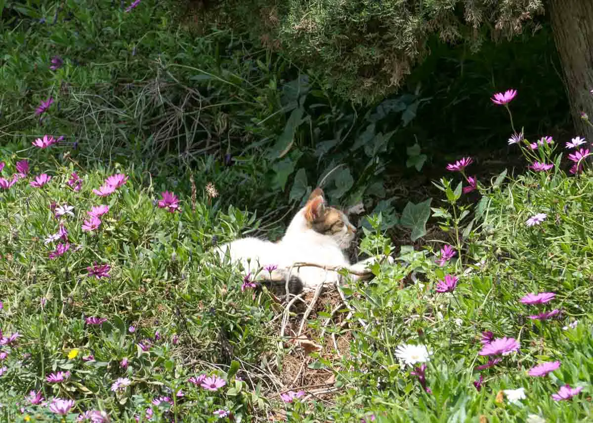 Katze im Blumenbeet an der Alcazaba
