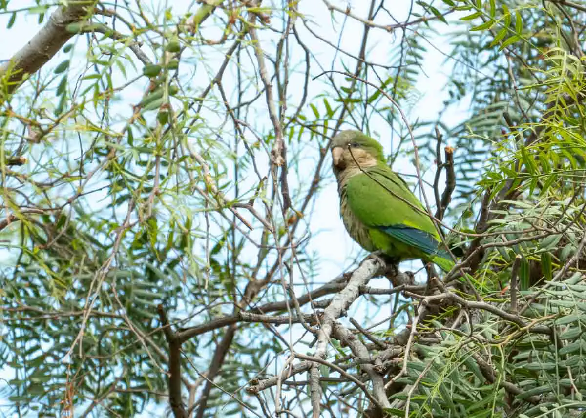 Grüner Papagei im Parque Málaga