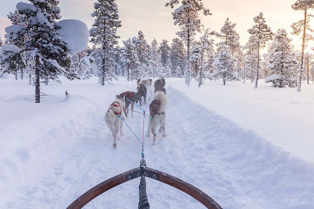 Schlittenhunde vor einem Hundeschlitten in tief verschneitem Winterwunderland