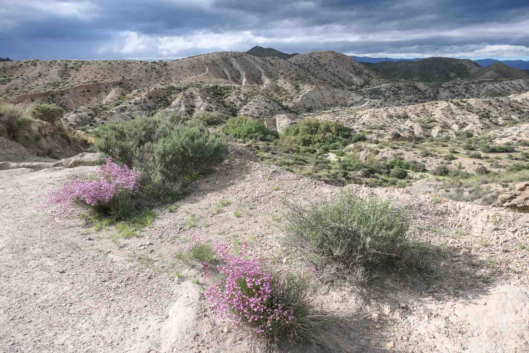 Lila blühende Büsche in der Tabernas Wüste (Spanien)