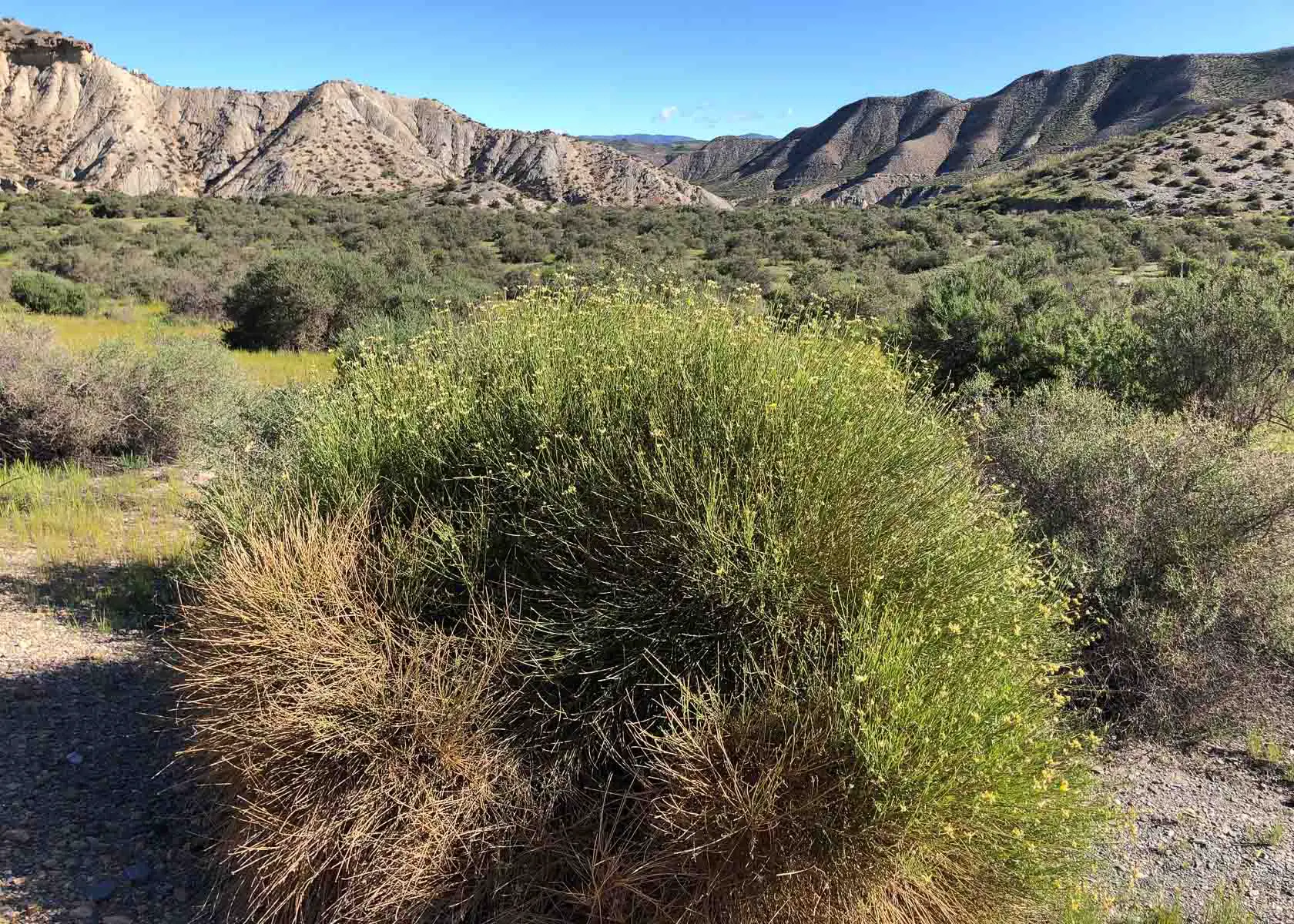 dicker Busch in der spärlich bewachsenen Halbwüste von Tabernas in Andalusien