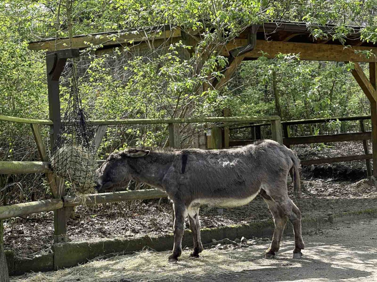 Esel an einem Futtersack im Tierpark Neukölln im Berliner Park Hasenheide