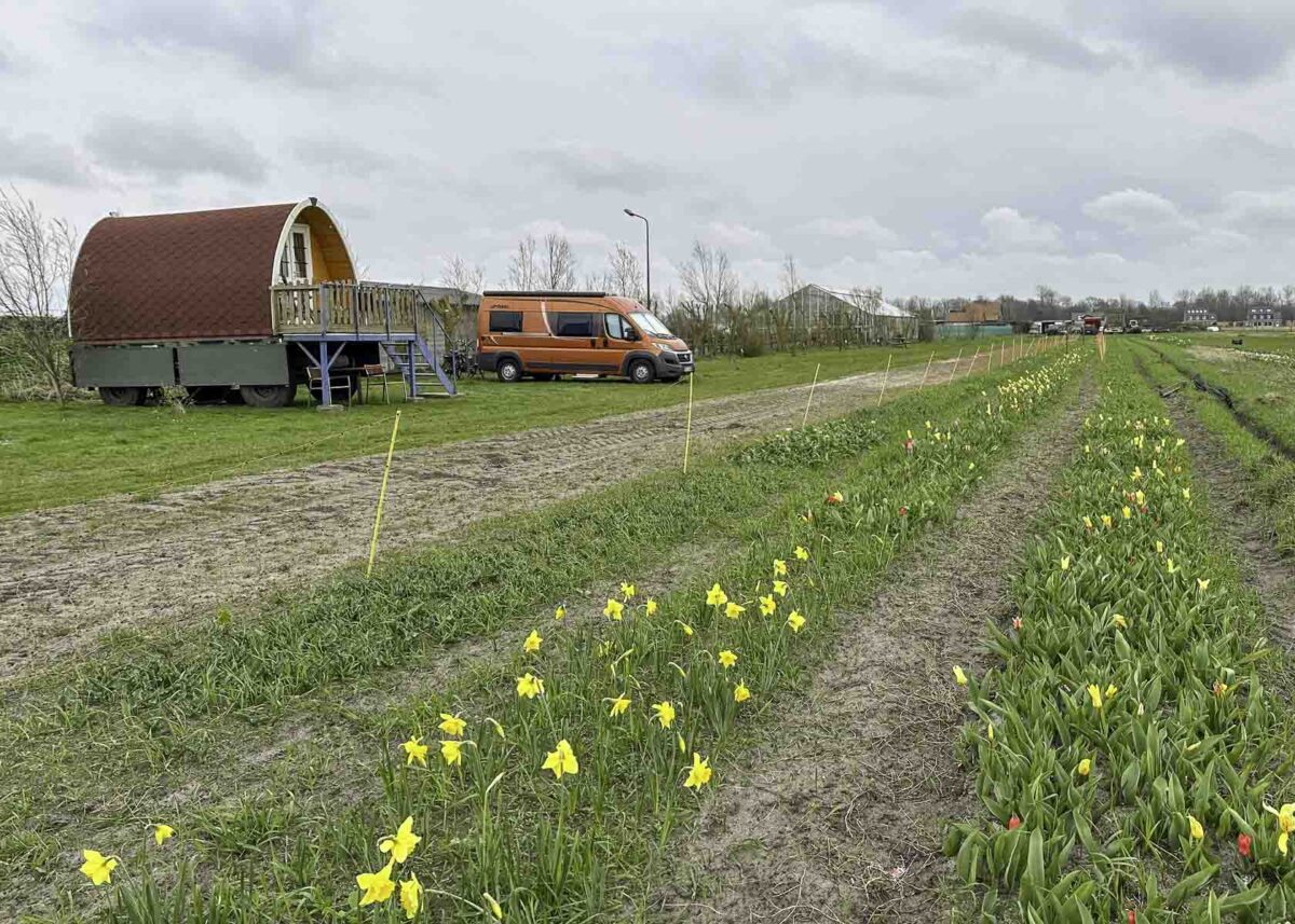 Wohnmobil und Schäferwagen auf einem Campingplatz mit Tulpen- und Narzissen-Feld in der Tulpenregion von Holland am Meer