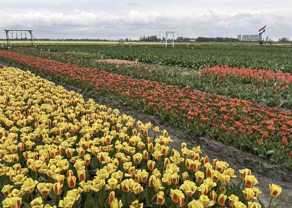 Bunte Tulpenfelder im Tulpenpark in Zuid-Holland