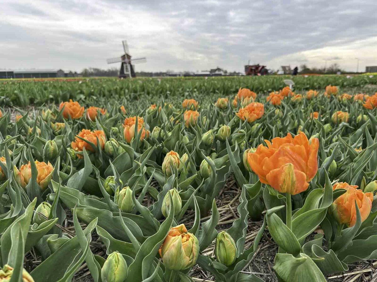 Rote Tulpen vor einer Windmühle in Holland bei dramatischem Himmel
