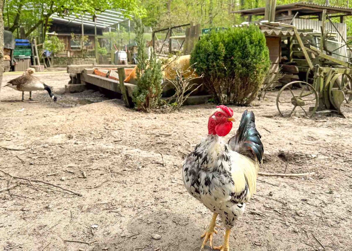 Hahn, Hühner und Gänse auf einem Bauernhof in Prenden am Strehlesee