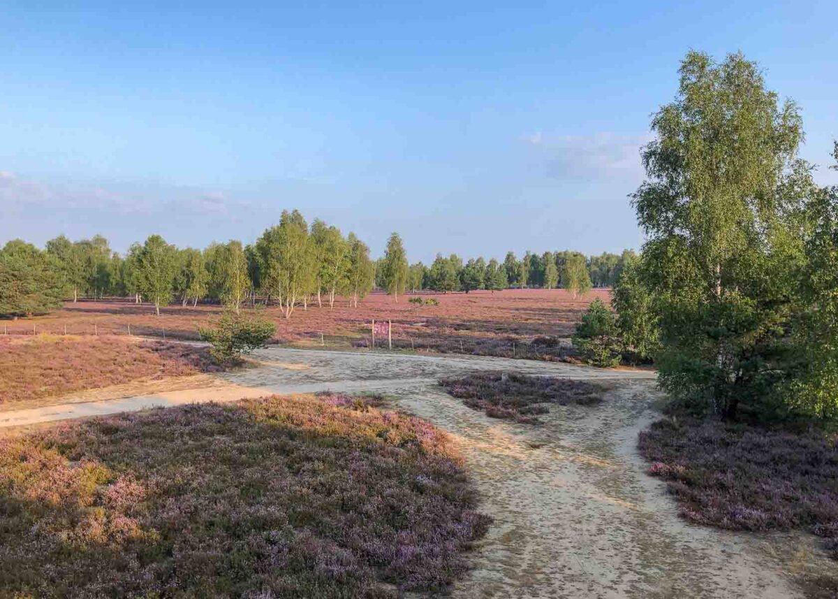 Heideblüte Brandenburg: Die schönsten Heidelandschaften