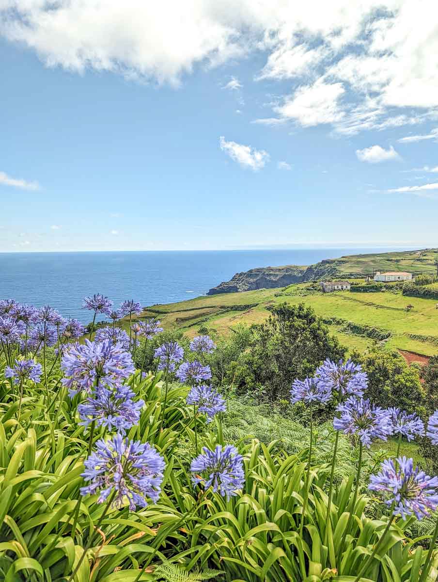 Grüne Hügellandschaft auf den Azoren, wo man blaue Blumen im Vordergrund und das Meer im Hintergrund sieht.