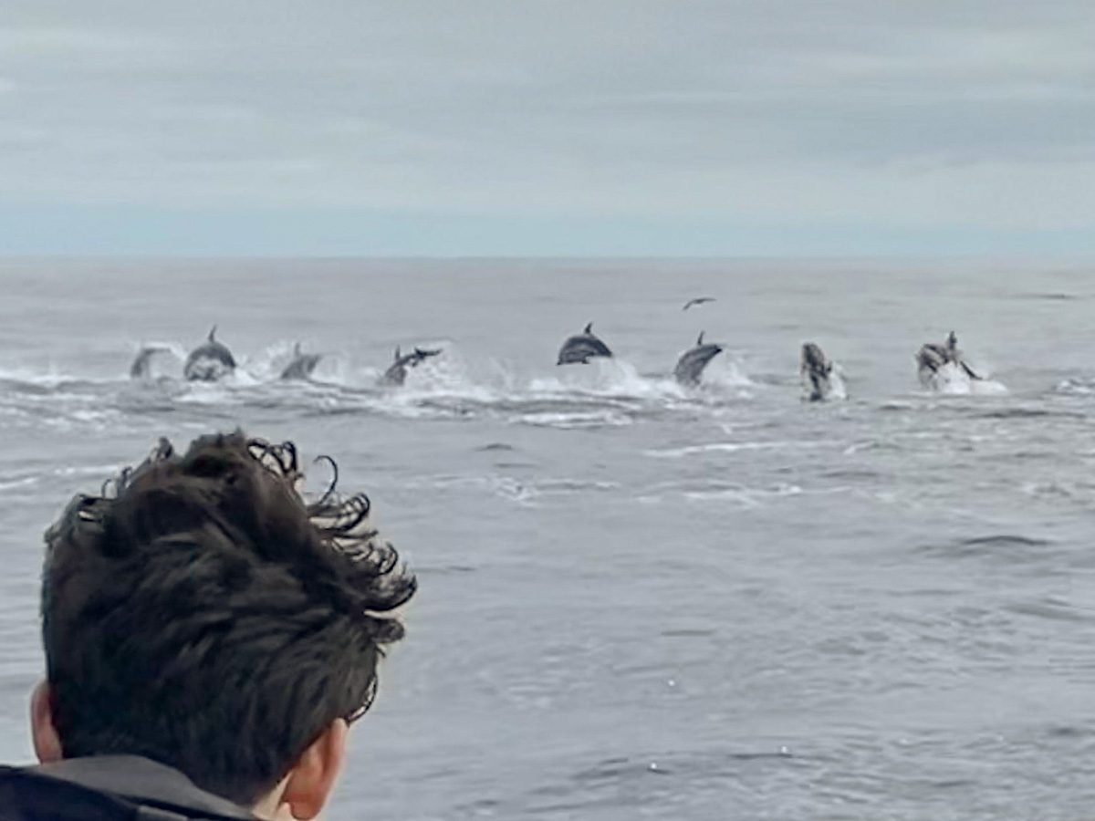Ein Mann schaut auf das Meer (man sieht nur seinen Kopf von hinten). Im Meer springen viele Delfine