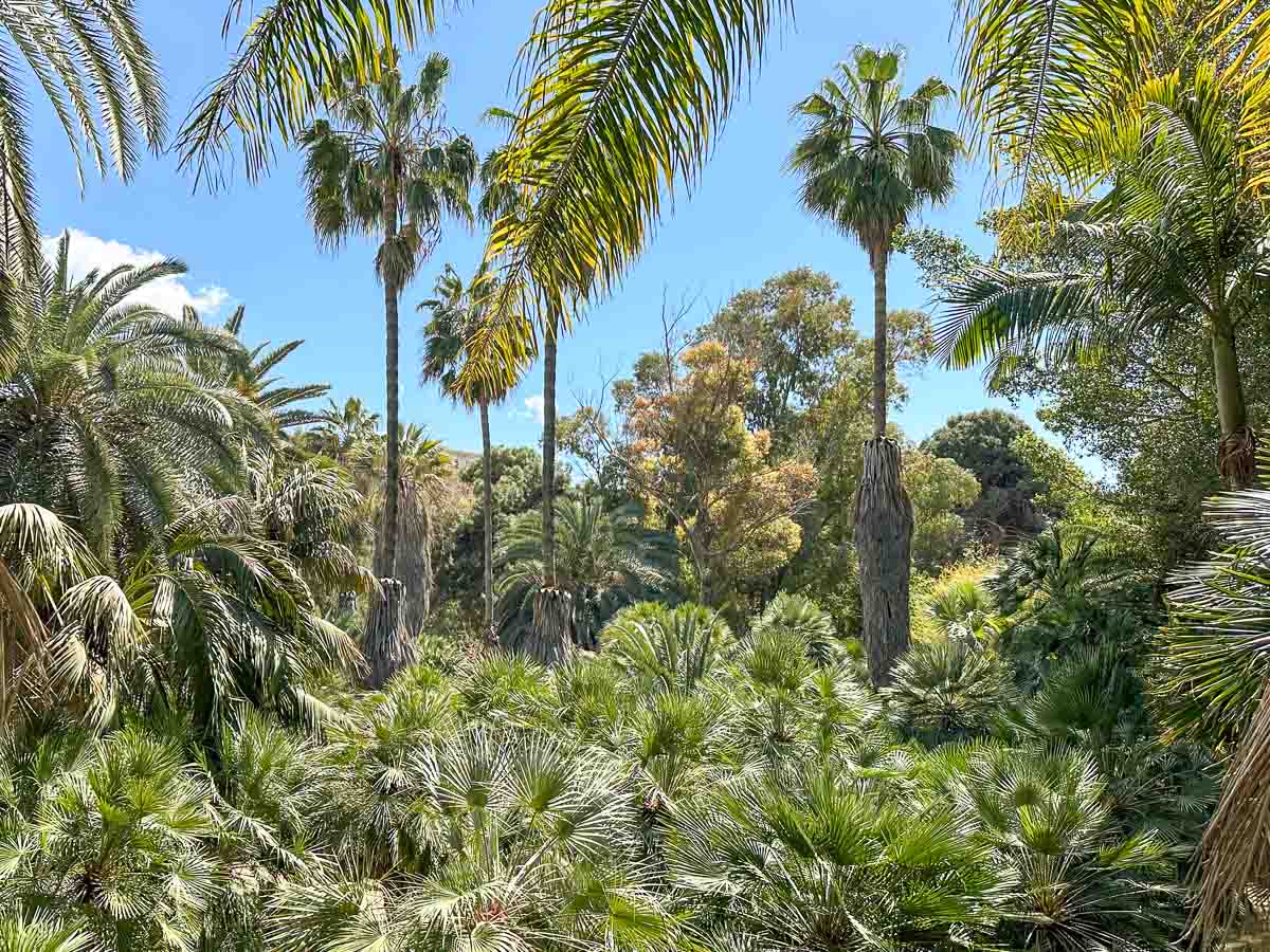 Botanischer Garten Cagliari mit vielen verschiedenen Palmen im Palmengarten
