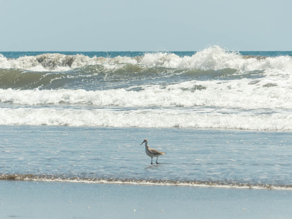 Ein Wasservogel stolziert durch das flache Wasser vor hohen Brandungswellen am Strand Las Lajas in Panama