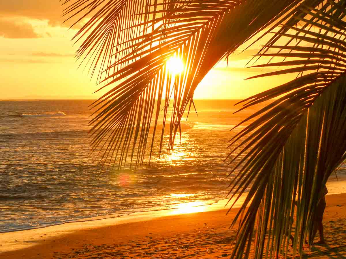 Ein Sonnenuntergang über dem Meer an einem Strand mit Palmen färbt alles rot ein.