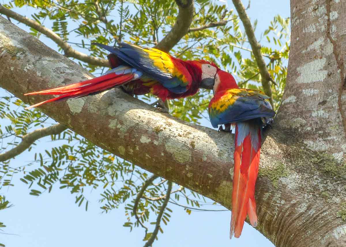 Zwei große rote Aras mit bunten Flügeln beim Küssen in einem Baum am Pazifikstrand Playa Esterillos in Costa Rica