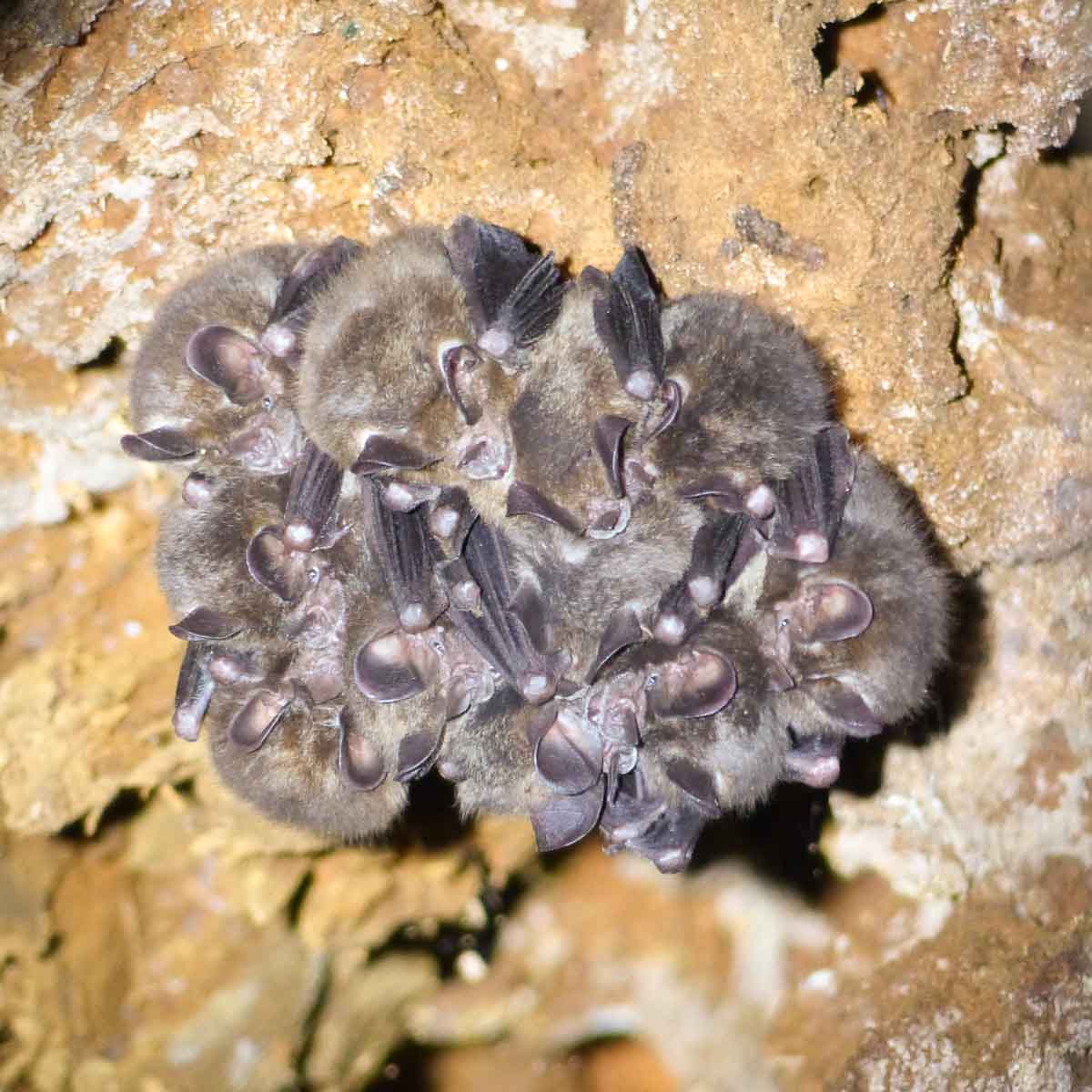 Fledermäuse in einer Baumhöhle im Monteverde Nebelwald in Costa Rica