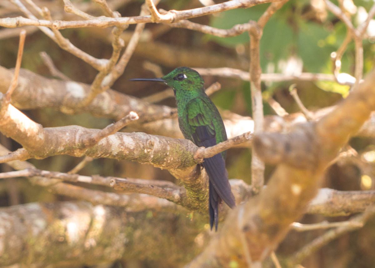 grün-blauer Kolobri im Geäst des Monteverde Nebelwald Reservats in Costa Rica