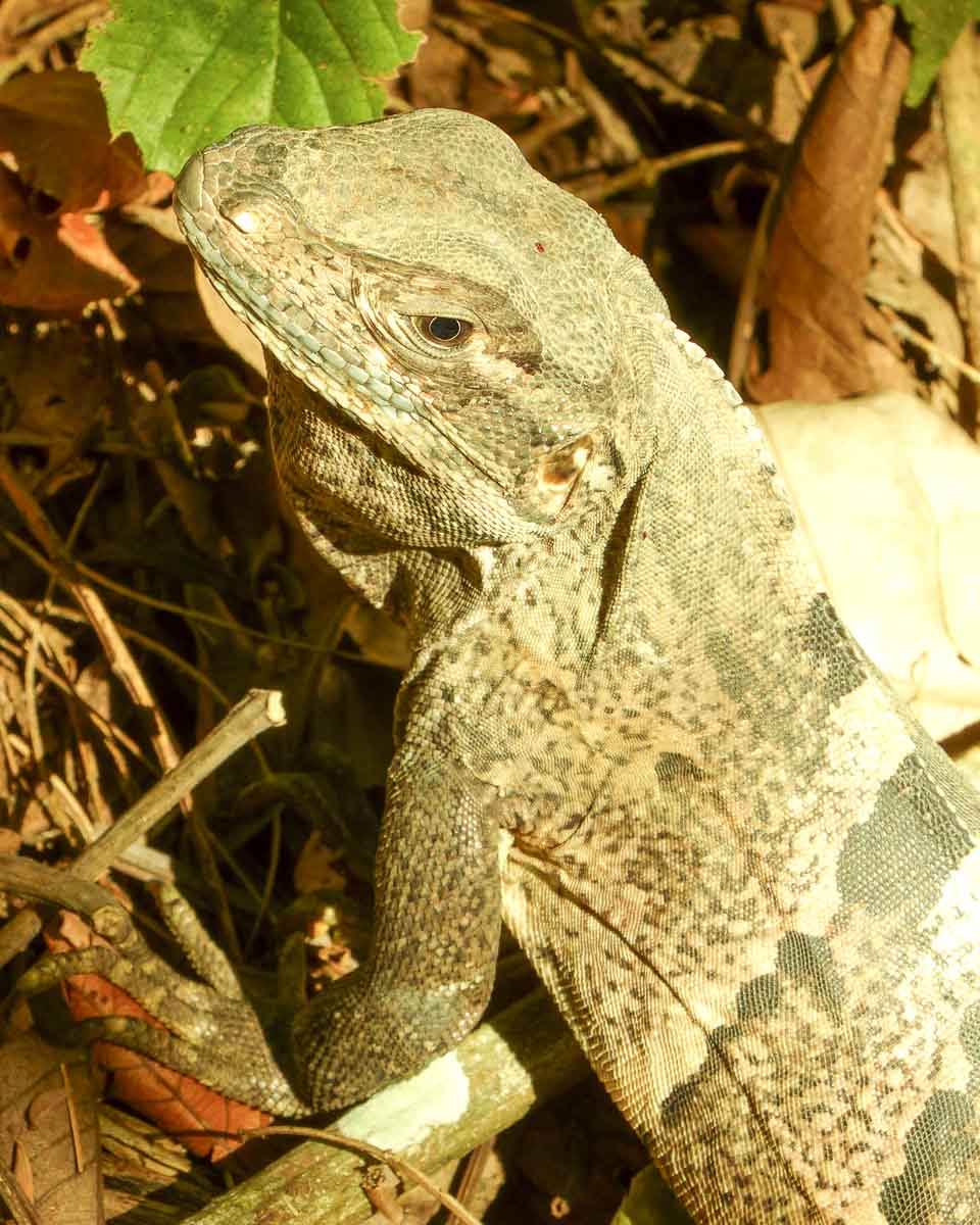 Grüner Leguan in Nahaufnahme von Kopf und Oberkörper.