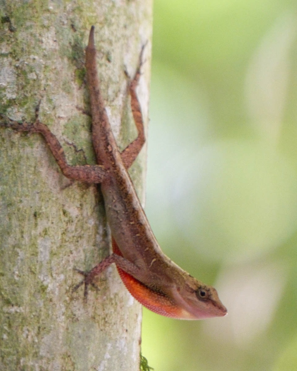 Eidechse im Carara Nationalpark
