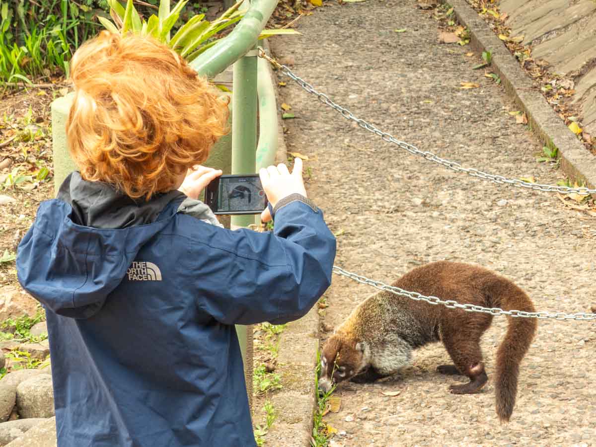 Ein kleines Kind filmt mit dem Handy einen Nasenbären auf einem Gehweg im Monteverde Nebelwaldreservat.