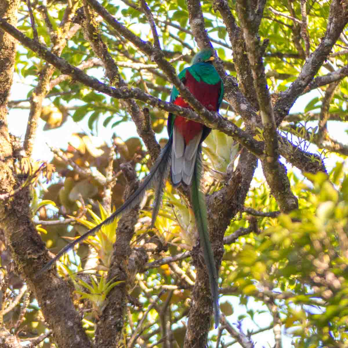Ein prachtvolles Männchen des vom Aussterben bedrohten Göttervogel Quetzal sitzt in einem Baum voller Orchideen im Monteverde Naturreservat