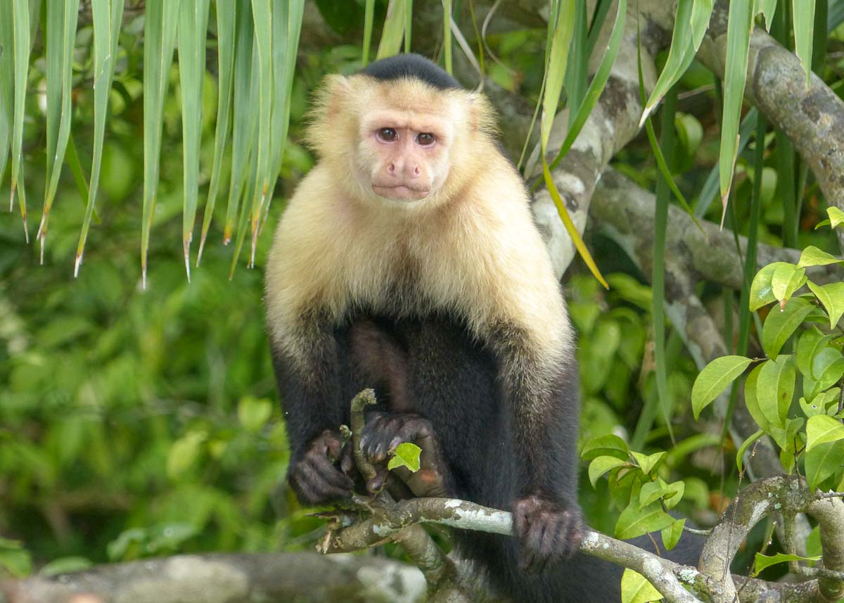 Weißkopf-Kapuzineraffe vor grünem Blattwerk im Tiefland-Dschungel von Mittelamerika.