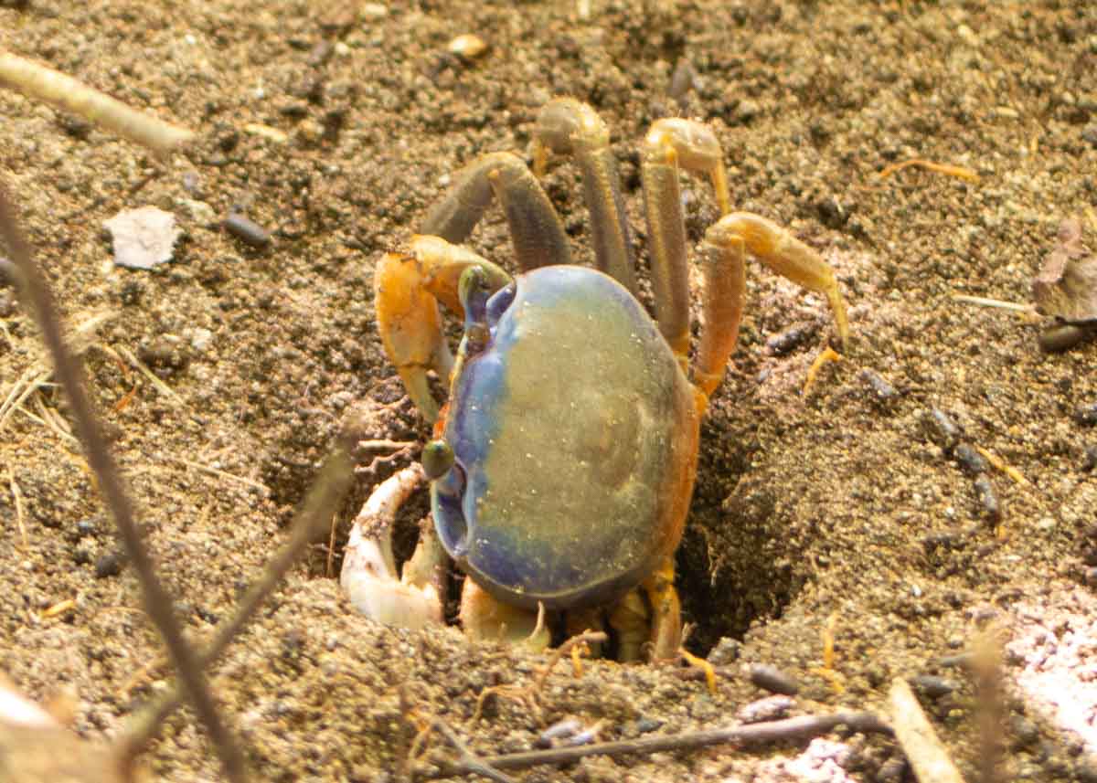 Eine große blaue Krabbe krabbelt aus ihrer Höhle im Sand hinter dem Strand von Puerto Viejo. 
