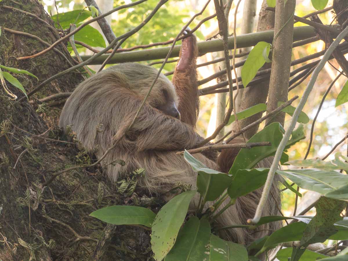 Ein Zwei-Finger-Faultier hängt in den Ästen des Küstenurwalds bei Puerto Viejo in Costa Rica.