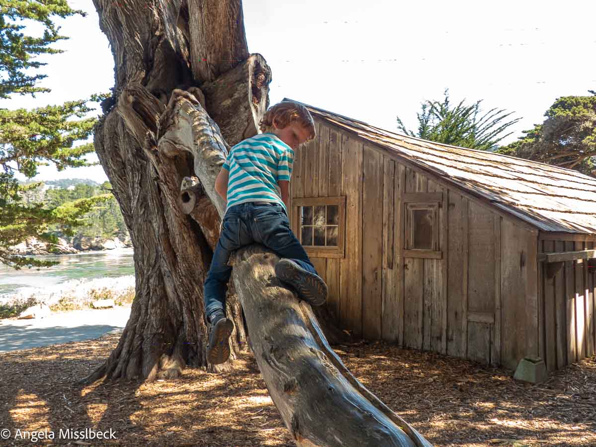 Ein Kind in gestreiftem Shirt und Jeans klettert auf einen großen, krummen Baumstamm in der Nähe einer rustikalen Holzhütte. Die alte Fischerhütte im Point Lobos State Park hat ein schräges Dach und liegt an einer ruhigen Bucht, umgeben von üppigem Laub.