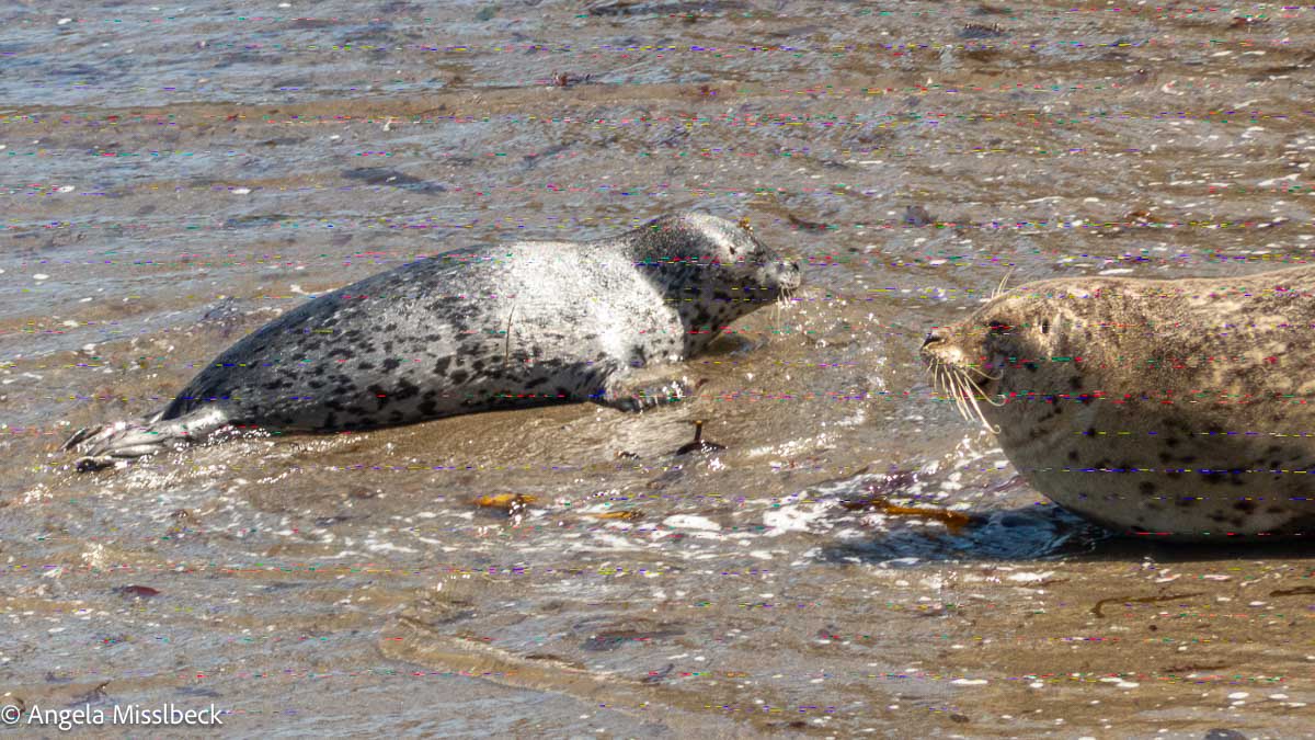 Im hellen Sonnenlicht eines Naturparks in den USA sonnen sich zwei Robben in einer schlammigen, wässrigen Umgebung. Eine Robbe liegt auf dem Bauch und bewegt sich vorwärts, während die größere auf der Seite liegt, den Kopf erhoben und mit sichtbaren Schnurrhaaren. Beide präsentieren ihr atemberaubend geflecktes Fell im schimmernden Licht.