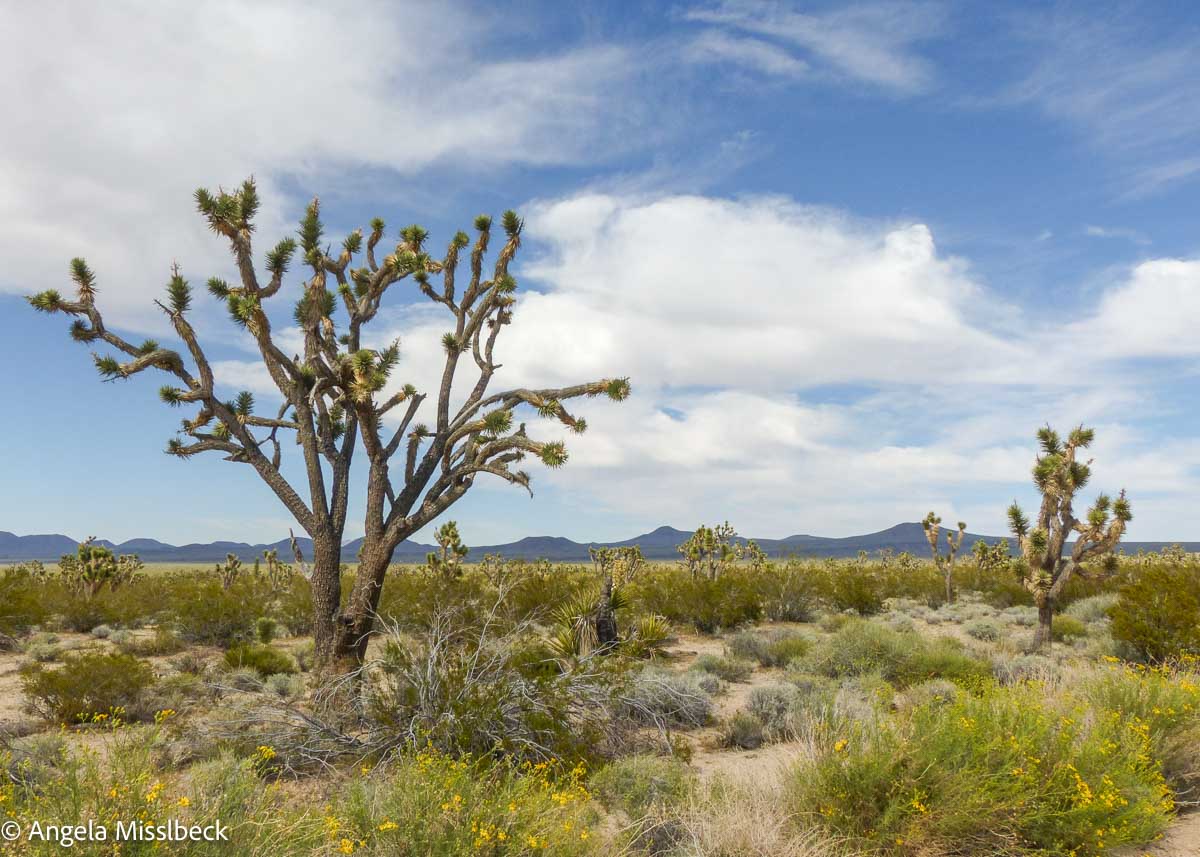 Eine Wüstenlandschaft in den westlichen Natur- und Nationalparks der USA. Im Vordergrund sind mehrere Josua-Palmlilien verstreut. Gelbe Wildblumen und spärliche Sträucher bedecken den Boden, während unter einem teilweise bewölkten blauen Himmel eine Reihe niedriger Berge zu sehen ist.