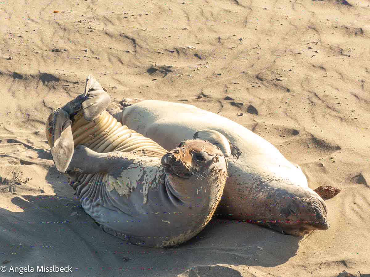 Zwei Seeelefanten faulenzen auf dem Sandboden am Strand von San Simeon in einem der Küstenparks in Kalifornien. Ein Seeelefant liegt verspielt auf dem Rücken und hat die Flossen erhoben. Der andere ruht sich daneben aus. 