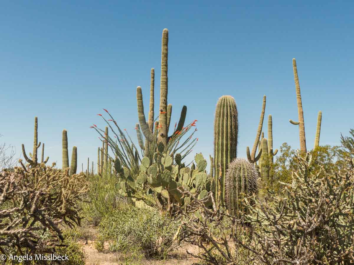 Eine Wüstenlandschaft in einem US-Nationalpark besticht durch verschiedene Kakteen, darunter hohe Saguaros und Feigenkakteen, unter einem klaren blauen Himmel. Die Vegetation ist dicht und weist Kakteen in verschiedenen Formen und Größen auf.