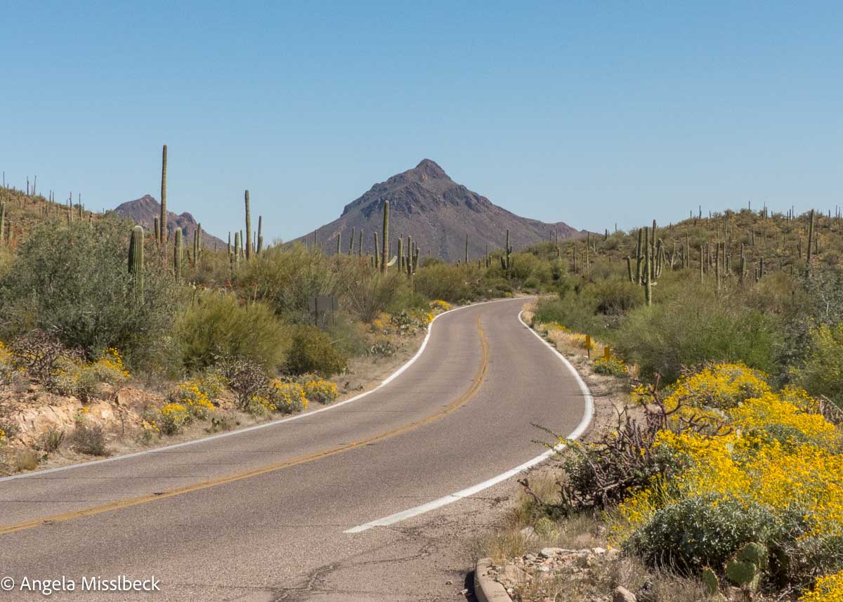 Eine kurvenreiche Straße durch eine Wüstenlandschaft im Westen der USA, geschmückt mit Kakteen und gelben Wildblumen. In der Ferne erhebt sich unter einem klaren blauen Himmel ein Berggipfel und zeigt die atemberaubende Schönheit, die oft in Natur- und Nationalparks zu finden ist.