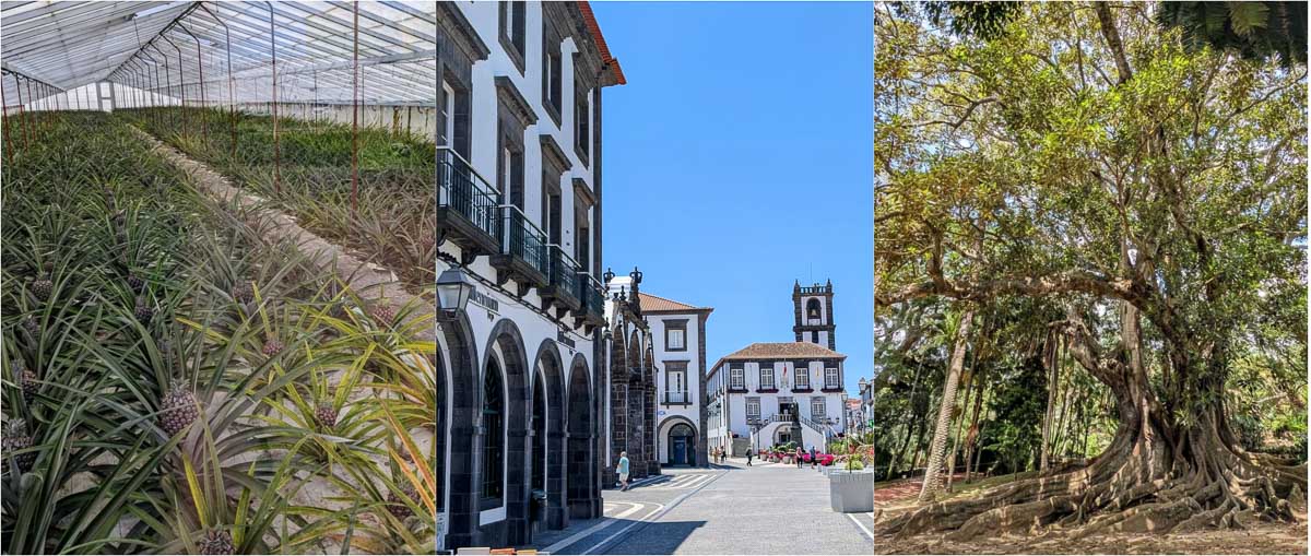Eine Collage aus drei Bildern: ein Ananas-Gewächshaus, ein gepflasterter Platz mit weißen historischen Gebäuden und einem Uhrenturm sowie ein großer, ausladender Baum in einer sonnigen Umgebung in Ponta Delgada auf der Azoren-Insel Sao Miguel.