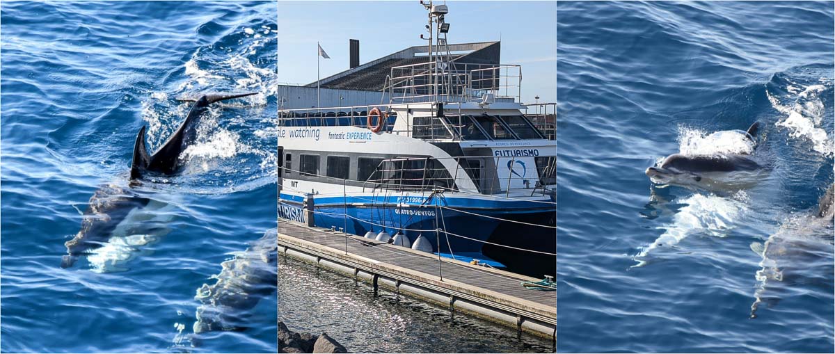 Drei Fotos: ein Delfin, der im klaren blauen Wasser schwimmt (links), ein Walbeobachtungsboot, das mit Kindern an einem Pier auf São Miguel anlegt (Mitte) und ein weiterer Delfin, der an der Wasseroberfläche schwimmt (rechts).