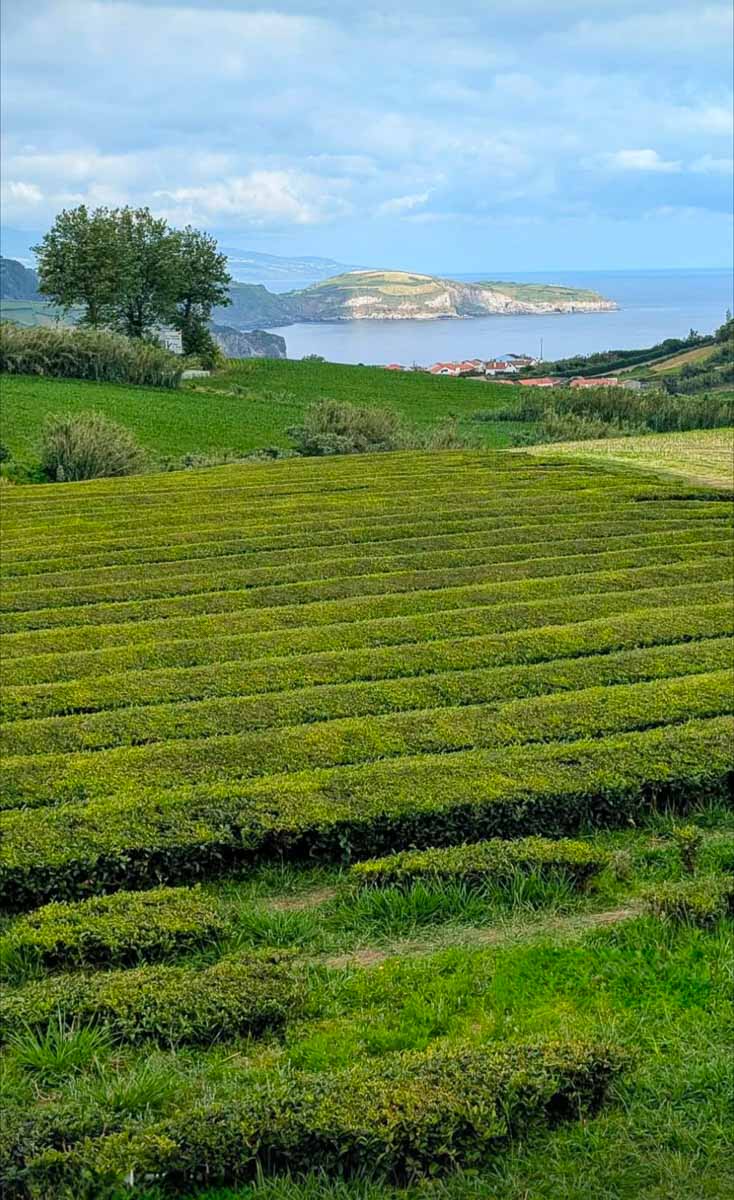 Eine malerische Landschaft mit ordentlich geschnittenen grünen Tee-Feldern im Vordergrund, Bäumen in der Ferne, einem Gewässer und einer hügeligen Insel unter einem teilweise bewölkten Himmel auf Sao Miguel