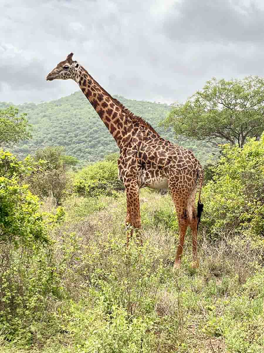 Eine Giraffe steht inmitten grüner Büsche und Gräser mit Hügeln und einem wolkenverhangenen Himmel im Hintergrund - ein unvergesslicher Moment auf einer Kenia-Safari, perfekt für eine Familienreise oder die Erkundung Kenias mit Kind.