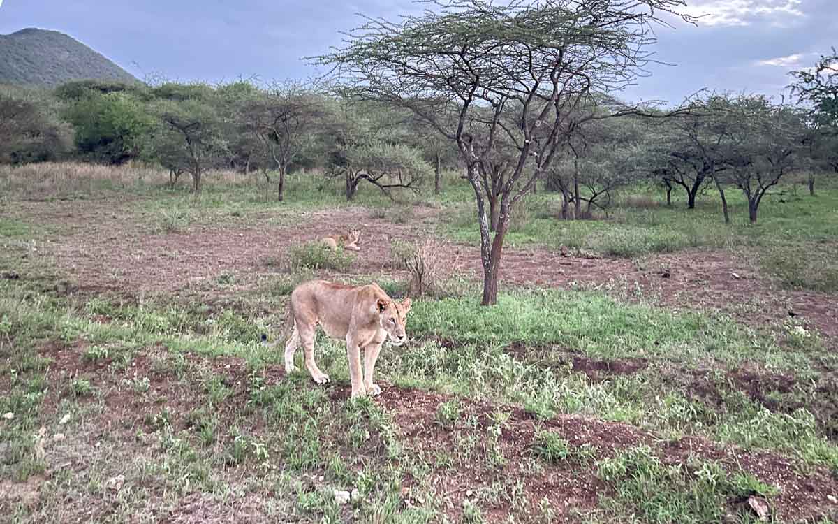 Eine Löwin spaziert über grasbewachsenes Gelände mit vereinzelten Bäumen unter einem wolkenverhangenen Himmel; ein anderer Löwe ist im Hintergrund zu sehen, der sich ausruht - eine unvergessliche Szene von einer Kenia Reise bei einer Safari mit Kindern.