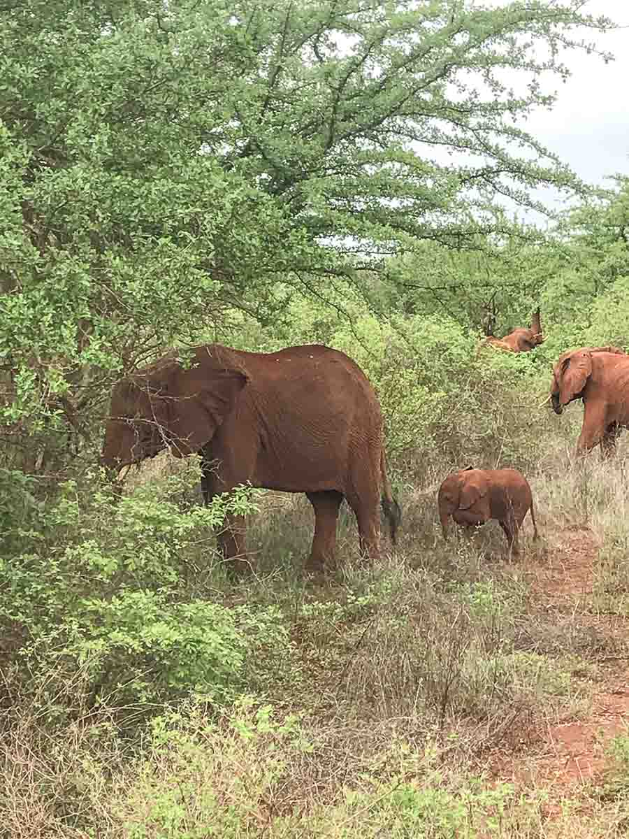 Eine Gruppe von Elefanten, darunter ein Erwachsener und ein Kalb, laufen und grasen zwischen grünen Büschen und trockenem Gras in einer natürlichen, bewaldeten Landschaft - ein tolles Erlebnis bei einer Safari in Kenia mit Kind.