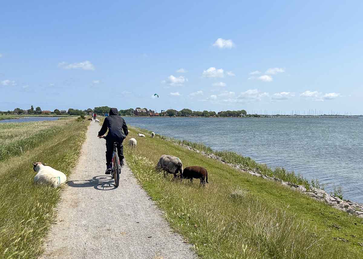 Eine Person fährt mit Kindern auf Fehmarn mit dem Fahrrad auf einem schmalen Weg am Meeresufer entlang und kommt dabei an mehreren Schafen vorbei, die unter einem blauen Himmel mit vereinzelten Wolken am grasbewachsenen Ufer weiden.