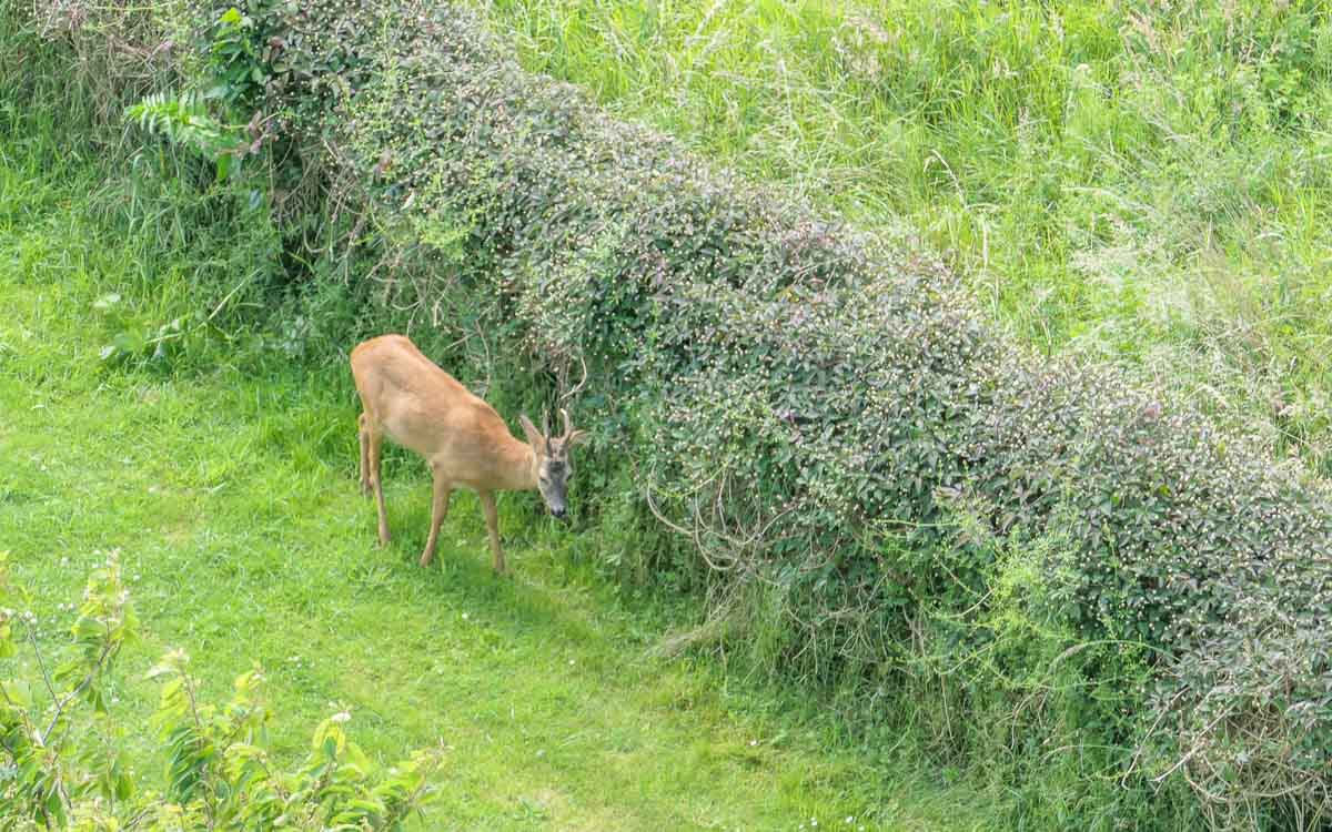 Ein Reh läuft auf grünem Gras in der Nähe einer hohen, üppigen Hecke entlang. Man sieht es von oben.