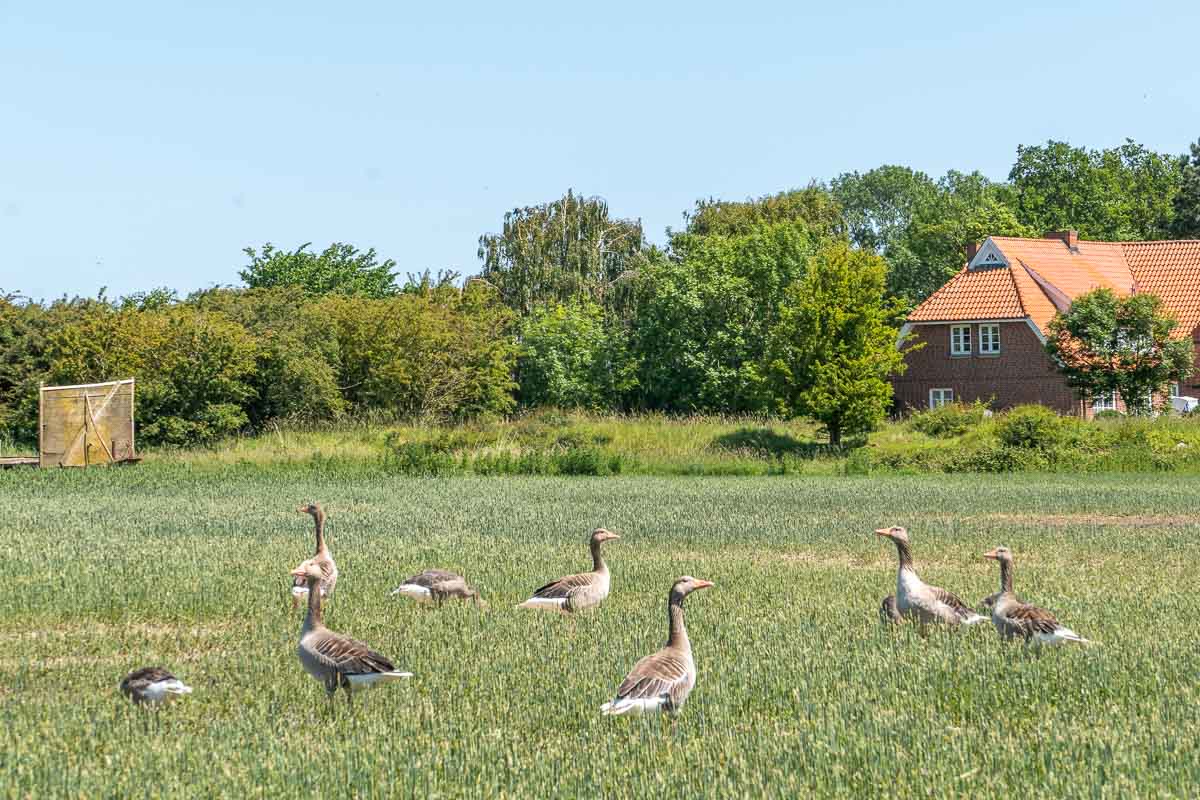 Eine Gruppe von Gänsen steht auf einer grünen Wiese auf Fehmarn mit Kindern, im Hintergrund sind Bäume und ein Backsteinhaus mit orangefarbenem Dach zu sehen, über ihnen erstreckt sich ein strahlend blauer Himmel.