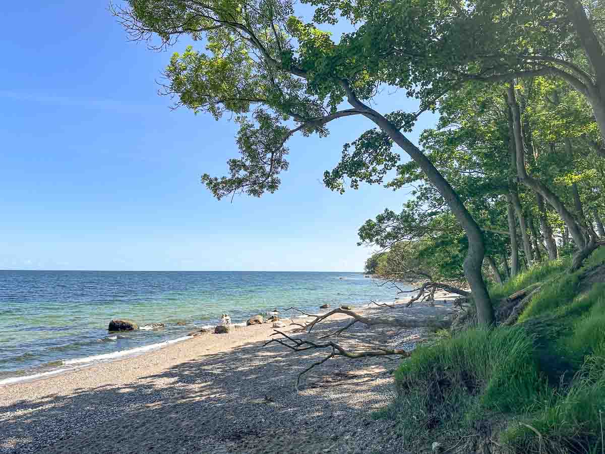Ein ruhiger Sandstrand mit klarem, blauem Wasser, Kletterbäumen und einigen kleinen Felsen ist der Strand von Katharinenhof Bäume spenden Schatten - ideal als Strand auf Fehmarn mit Kindern. ist ideal für Familienabenteuer in der Natur.