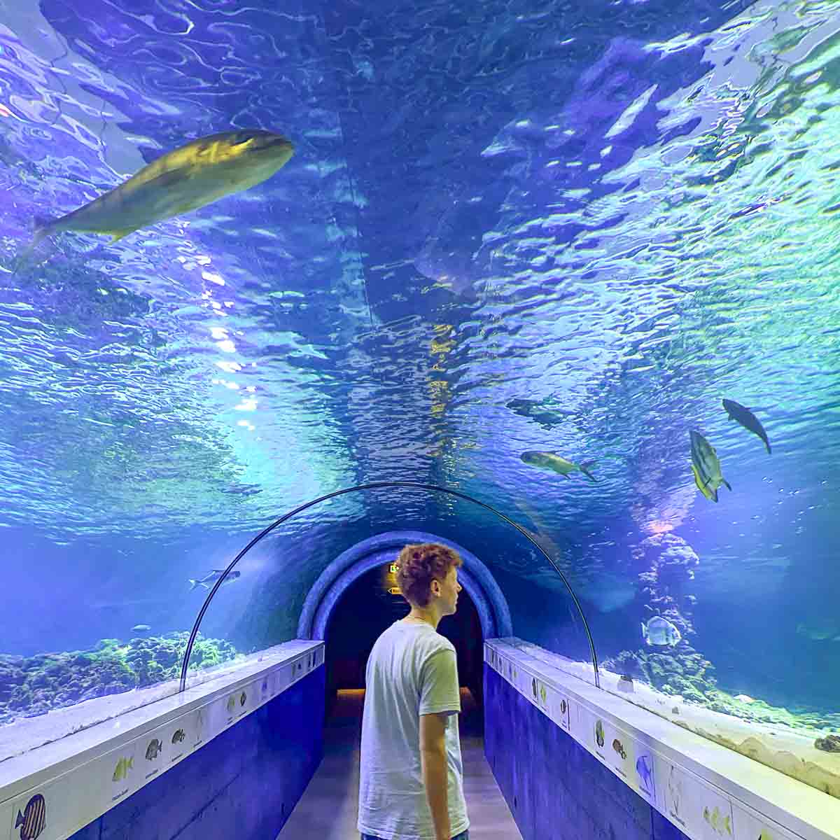 Ein Teenager steht in einem Unterwassertunnel in einem Aquarium und blickt zu den Fischen hinauf, die über und um die Glasdecke im Meeresmuseum Fehmarn schwimmen.