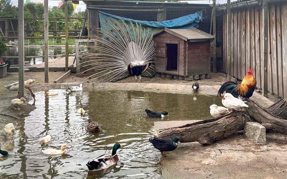 In einem eingezäunten Tiergehege auf dem Kinderbauernhof Marienhof bei Ribbeck im Havelland schwimmen Enten in einem Teich, ein Hahn und mehrere Enten halten sich an Land auf, und ein weißer Pfau breitet seine Schwanzfedern in der Nähe eines Holzunterstands aus.